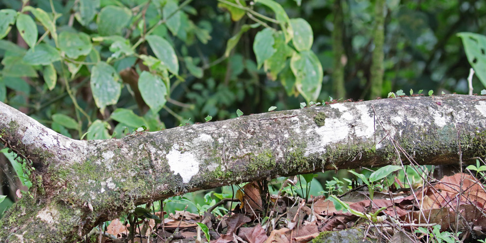 Leaf-cutter Ants